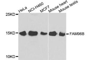 Western blot analysis of extracts of various cell lines, using FAM96B antibody. (FAM96B Antikörper)