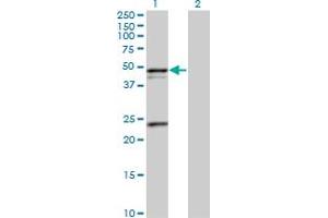 Western Blot analysis of PSRC1 expression in transfected 293T cell line by PSRC1 MaxPab polyclonal antibody.