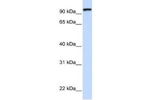 Western Blotting (WB) image for anti-Protocadherin gamma Subfamily C, 3 (PCDHGC3) antibody (ABIN2458926)