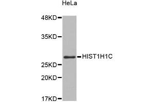 Western blot analysis of extracts of HeLa cells, using HIST1H1C antibody (ABIN5971688). (HIST1H1C Antikörper)