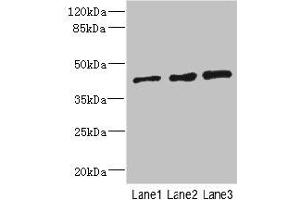 ZNF24 Antikörper  (AA 169-368)