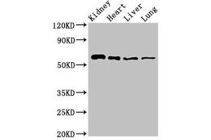 Western Blot Positive WB detected in: Mouse kidney tissue, Rat heart tissue, Rat liver tissue, Rat lung tissue All lanes: SLC22A2 antibody at 2. (SLC22A2 Antikörper  (AA 48-135))