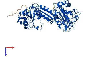 FAD Synthetase Protein (AA 1-492) (His tag)