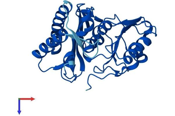 IMPA1 Protein (AA 1-277) (His tag)