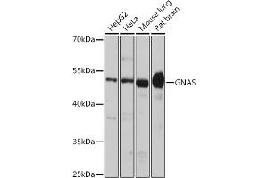 Western blot analysis of extracts of various cell lines, using GNAS antibody (ABIN6127959, ABIN6141213, ABIN6141214 and ABIN6221191) at 1:1000 dilution. (GNAS Antikörper  (AA 1-394))