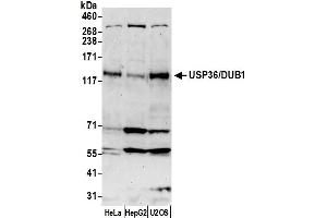 Western Blotting (WB) image for anti-Ubiquitin Specific Peptidase 36 (USP36) (C-Term) antibody (ABIN7453948) (USP36 Antikörper  (C-Term))