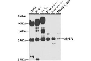ATP5F1 Antikörper  (AA 1-245)