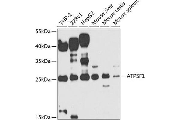 ATP5F1 Antikörper  (AA 1-245)