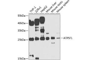 Western blot analysis of extracts of various cell lines, using F1 antibody (ABIN6131059, ABIN6137331, ABIN6137332 and ABIN6223561) at 1:1000 dilution. (ATP5F1 Antikörper  (AA 1-245))