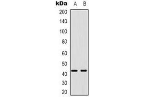 Western blot analysis of PABPC5 expression in U87MG (A), K562 (B) whole cell lysates.