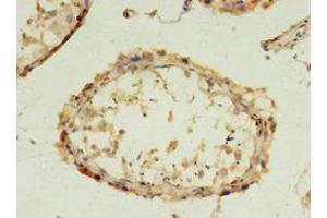 Immunohistochemistry of paraffin-embedded human testis tissue using ABIN7152859 at dilution of 1:100 (FGFBP2 Antikörper  (AA 20-223))