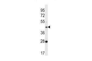 F105A Antibody (Center) (ABIN656556 and ABIN2845818) western blot analysis in K562 cell line lysates (35 μg/lane). (FAM105A Antikörper  (AA 196-224))