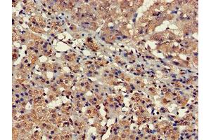 Immunohistochemistry of paraffin-embedded human adrenal gland tissue using ABIN7152694 at dilution of 1:100 (FARP2 Antikörper  (AA 261-550))