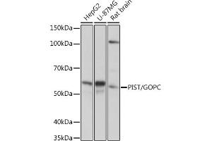 Western blot analysis of extracts of various cell lines, using PIST/GOPC Rabbit mAb (ABIN1678809, ABIN1678808, ABIN7101325 and ABIN7101326) at 1:1000 dilution. (GOPC Antikörper)