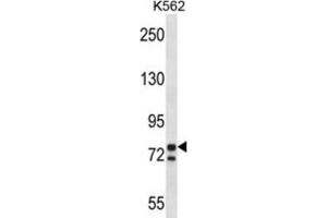 Western Blotting (WB) image for anti-Proprotein Convertase Subtilisin/kexin Type 7 (PCSK7) antibody (ABIN2997695) (PCSK7 Antikörper)