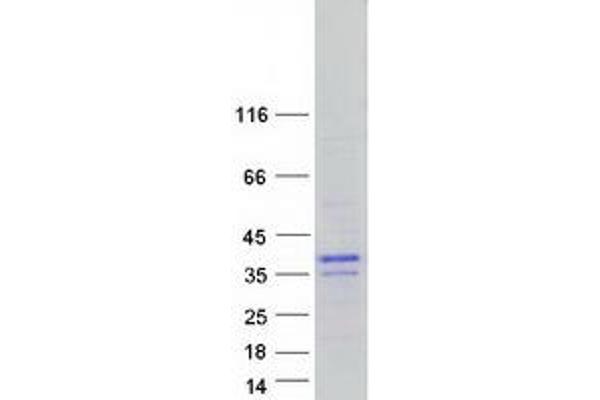 BHLHA9 Protein (Myc-DYKDDDDK Tag)
