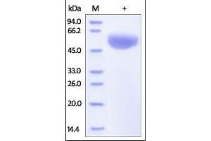 SDS-PAGE (SDS) image for CD47 (CD47) (AA 19-139) (Active) protein (Fc Tag) (ABIN2180805)