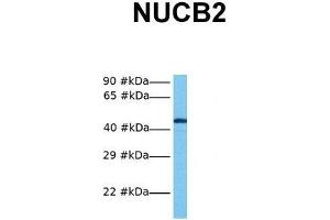 Western Blotting (WB) image for anti-Nucleobindin 2 (NUCB2) (Middle Region) antibody (ABIN2774832)