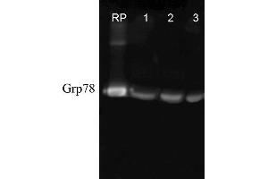 Western blot analysis of Human, Dog, Mouse Cell line lysates showing detection of GRP78 protein using Rabbit Anti-GRP78 Polyclonal Antibody (ABIN361824 and ABIN361825).
