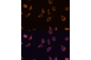 Immunofluorescence analysis of L929 cells using PHLPP2 antibody (ABIN7269259) at dilution of 1:100. (PHLPP2 Antikörper)