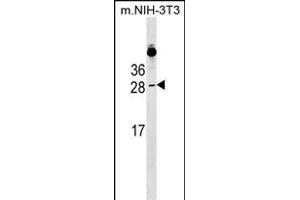 RAB39B Antibody (N-term) (ABIN1538967 and ABIN2849340) western blot analysis in mouse NIH-3T3 cell line lysates (35 μg/lane).