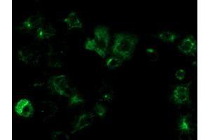 Anti-OSGEP mouse monoclonal antibody (ABIN2454647) immunofluorescent staining of COS7 cells transiently transfected by pCMV6-ENTRY OSGEP (RC207089).