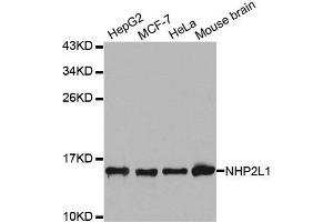 Western Blotting (WB) image for anti-NHP2 Non-Histone Chromosome Protein 2-Like 1 (NHP2L1) antibody (ABIN1876955) (NHP2L1 Antikörper)