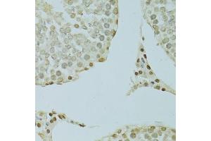 Immunohistochemistry of paraffin-embedded rat testis using SAFB antibody. (SAFB Antikörper)