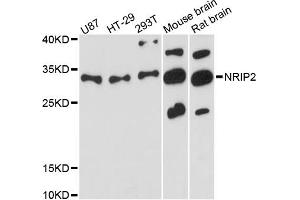 Western blot analysis of extracts of various cell lines, using NRIP2 antibody (ABIN6290701) at 1:3000 dilution. (NRIP2 Antikörper)