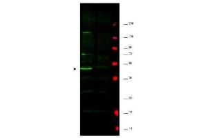 Western blot using  affinity purified anti-Fbp5A antibody shows detection of a major band corresponding to Fbp5A protein in a human HeLa whole cell lysate (lane 1 arrowhead). (Fbp5A Antikörper)
