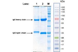 anti-LukF-PV antibody