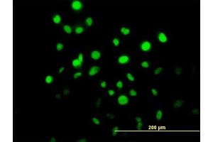 Immunofluorescence of purified MaxPab antibody to CHAF1B on HeLa cell. (CHAF1B Antikörper  (AA 1-559))