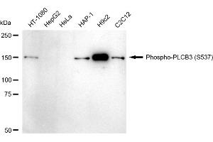 Western blotting analysis using Phospho-PLCB3 (S537) antibody (ABIN7799822). (Rekombinanter PLCB3 Antikörper  (pSer537))