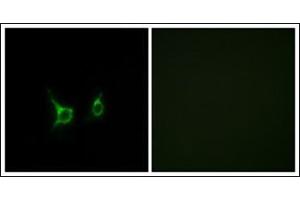 Immunofluorescence analysis of COS7 cells, using FFAR2 Antibody. (FFAR2 Antikörper  (C-Term))