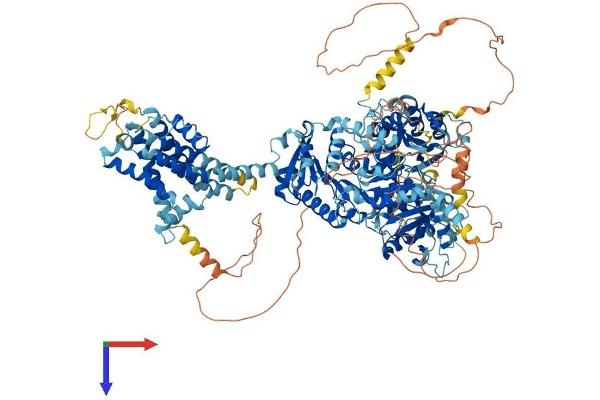 KCNT1 Protein (AA 1-1224) (His tag)