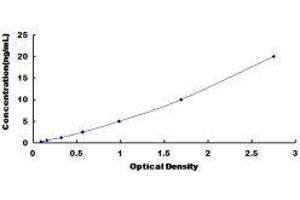 Dermatan Sulfate Epimerase (DSE) ELISA Kit
