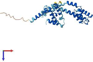 AlphaFold protein structure predicition of Human Recombinant DNAJC9 Protein, UniprotID Q8WXX5