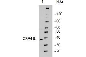 Western Blotting (WB) image for anti-Chloroplast Stem-Loop-Binding Protein (CSP41b) antibody (ABIN249378) (CSP41b Antikörper)