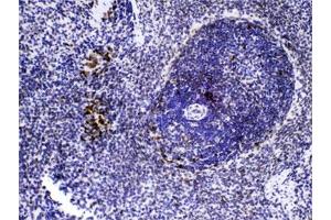 IHC testing of FFPE rat spleen tissue with CASP8 antibody at 1ug/ml. (Caspase 8 Antikörper  (AA 410-449))