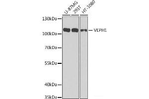 Western blot analysis of extracts of various cell lines using VEPH1 Polyclonal Antibody at dilution of 1:1000.