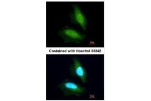 ICC/IF Image Immunofluorescence analysis of paraformaldehyde-fixed HeLa, using NPEPPS, antibody at 1:200 dilution.