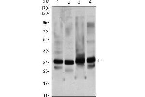 Western blot analysis using GTF2B mouse mAb against Hela (1), NIH/3T3 (2), COS7 (3) and A431 (4) cell lysate. (GTF2B Antikörper)