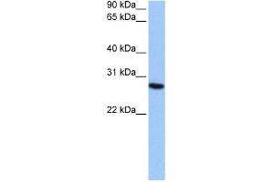 PSMA6 antibody used at 0. (PSMA6 Antikörper)