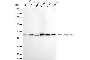 Western blotting analysis using cytohesin 3 antibody (ABIN7798260).