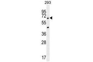 ANKRD34B Antibody (C-term) western blot analysis in 293 cell line lysates (35µg/lane). (ANKRD34B Antikörper  (C-Term))