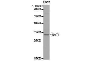 Western Blotting (WB) image for anti-N-Acetyltransferase 1 (Arylamine N-Acetyltransferase) (NAT1) antibody (ABIN1873823) (NAT1 Antikörper)