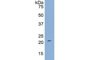 Western Blotting (WB) image for Fibroblast Growth Factor 13 (FGF13) ELISA Kit (ABIN6574103)