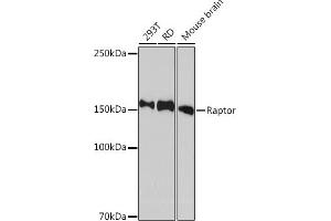 Western blot analysis of extracts of various cell lines, using Raptor Rabbit mAb (ABIN7269900) at 1:1000 dilution. (Raptor Antikörper)
