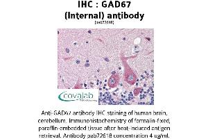 Image no. 1 for anti-Glutamate Decarboxylase 1 (Brain, 67kDa) (GAD1) (Internal Region) antibody (ABIN1734554) (GAD Antikörper  (Internal Region))