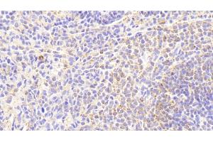 Detection of IL18 in Rabbit Spleen Tissue using Monoclonal Antibody to Interleukin 18 (IL18) (IL-18 Antikörper  (AA 32-192))